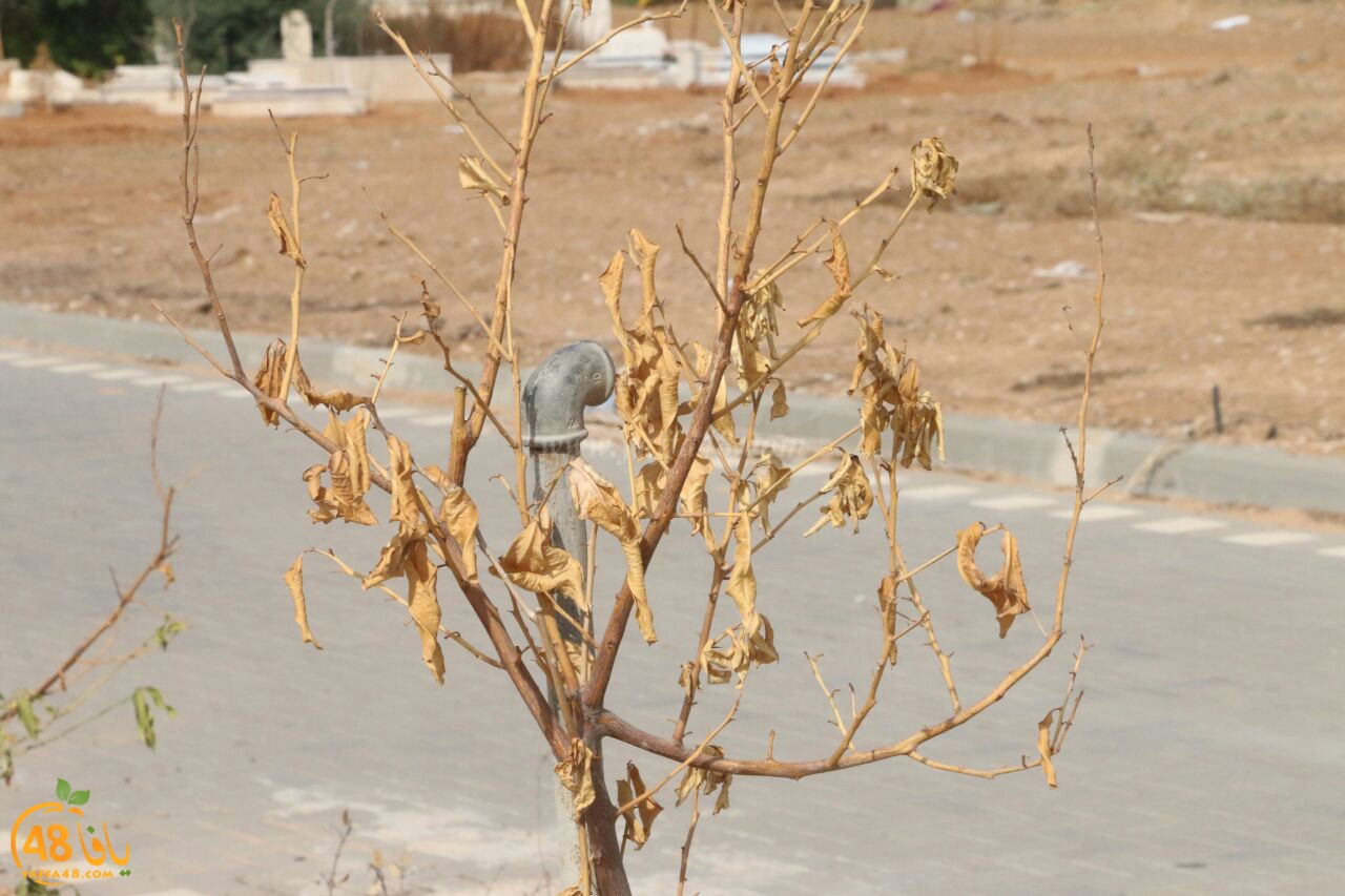 trees on tasoo (12).jpg